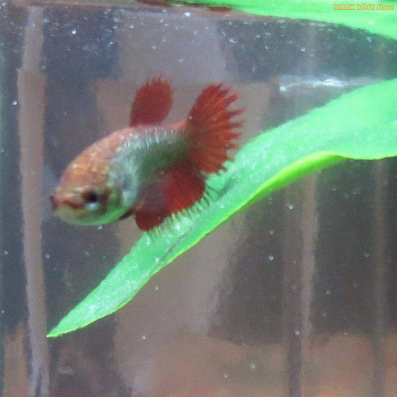 Aquarium Fish Beautiful - K1ae decoração plantas para tanques peixes,