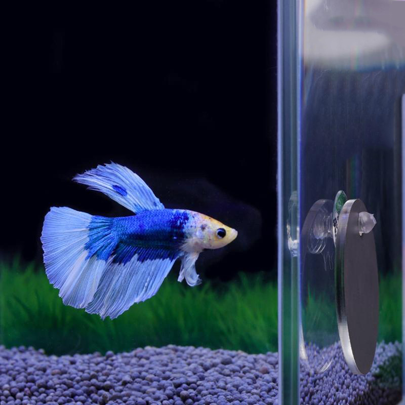Aquarium Fish Cichlid - Aquário betta espelho tanque de peixes