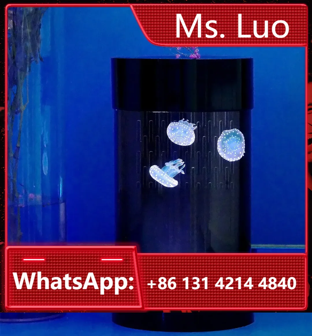 Melhor Venda na Amazon: Aquári - Aquarium Fish In Amazon avaliação e preço