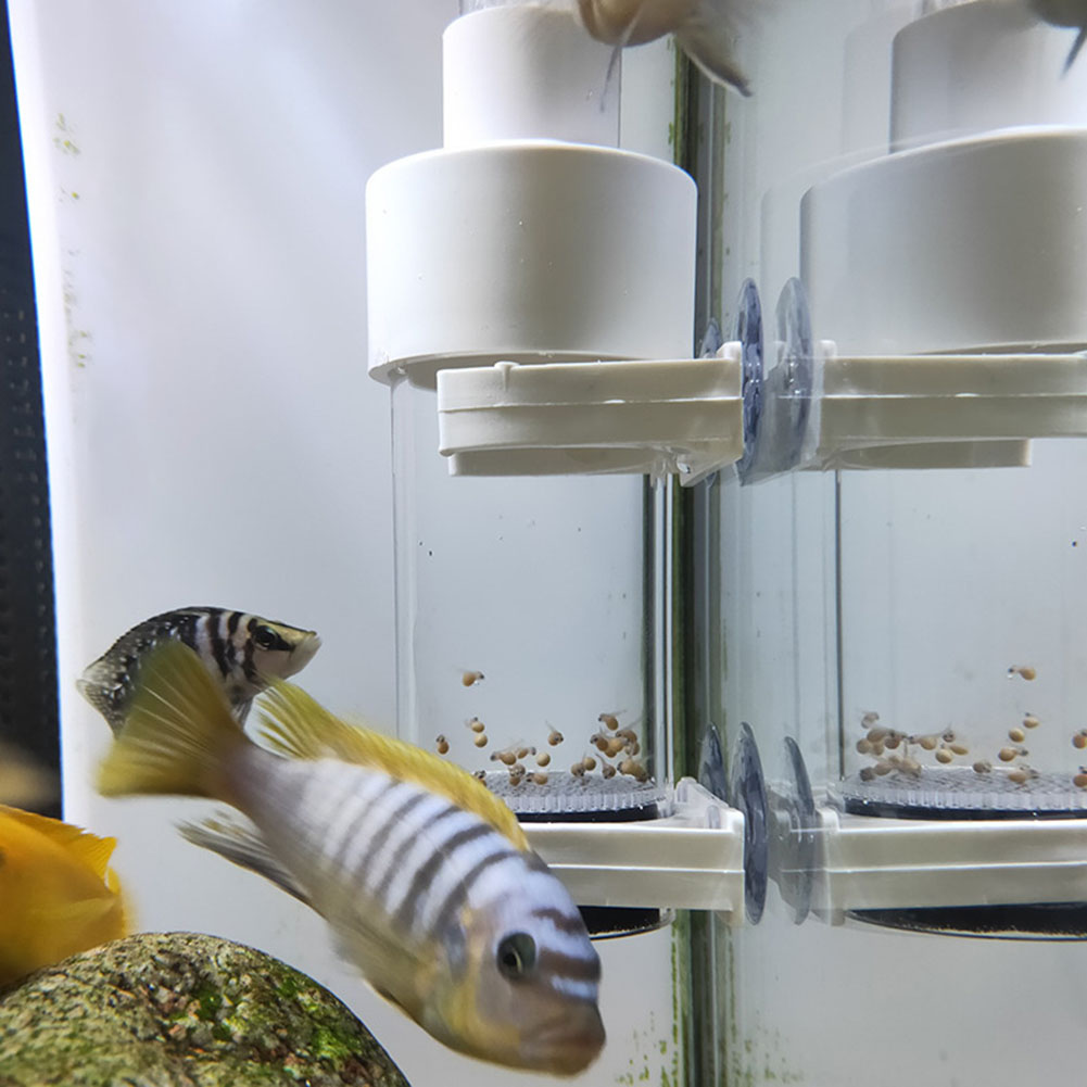 Incubadora de Ovos de Cíclidos - Aquarium Fish Cichlid avaliação e preço