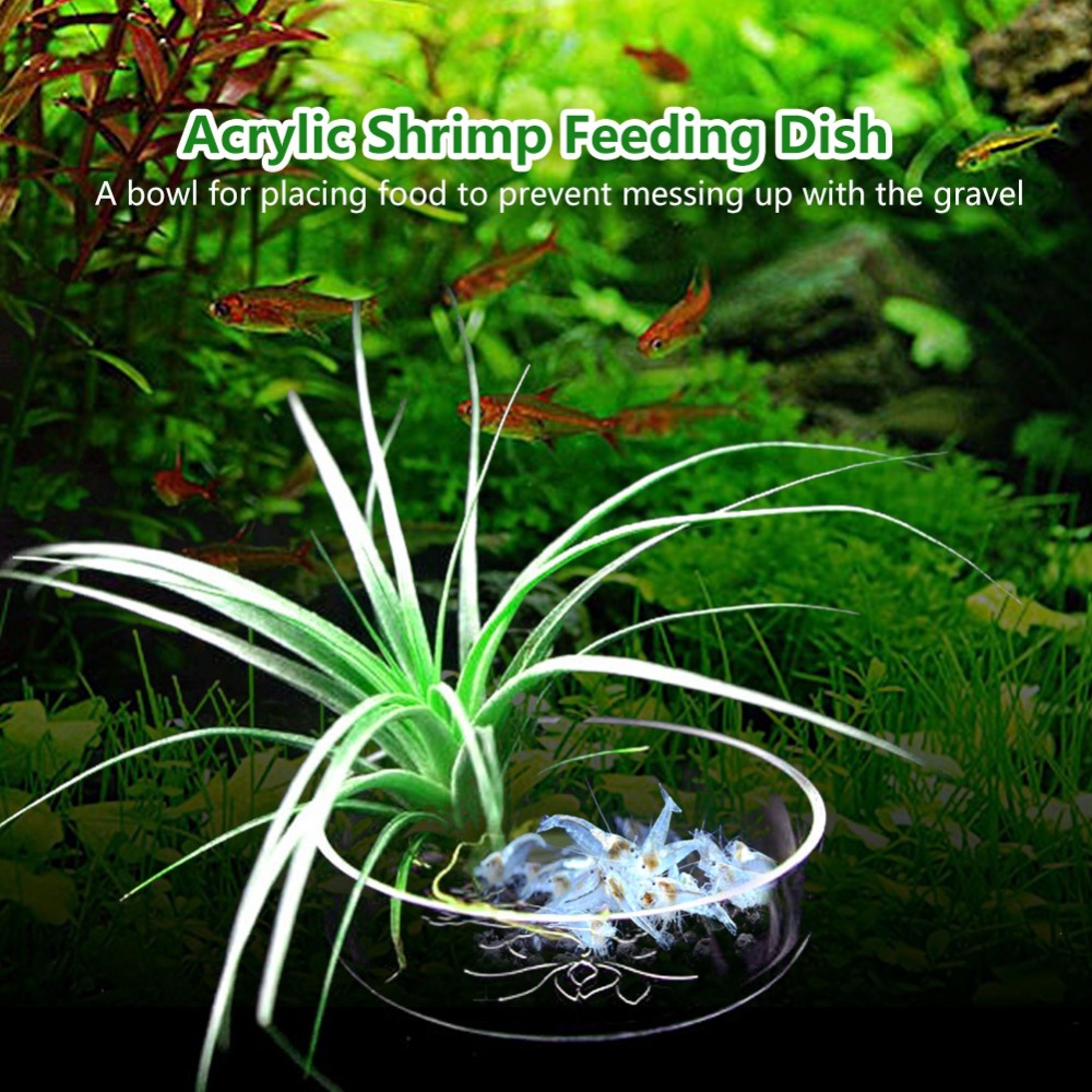 Prato de Alimentação para Cama - Aquarium Fish Beautiful avaliação e preço