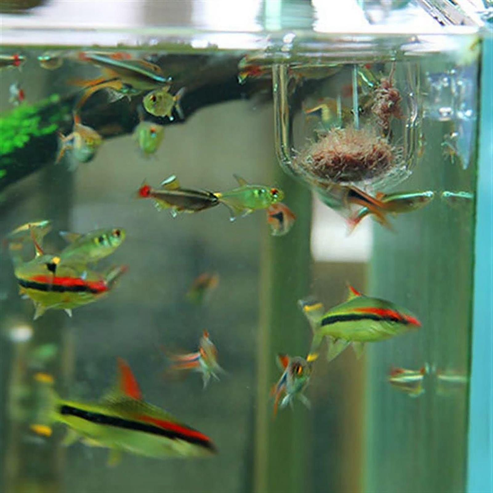 Suporte para Plantas de Aquári - Aquarium Fish Beautiful avaliação e preço