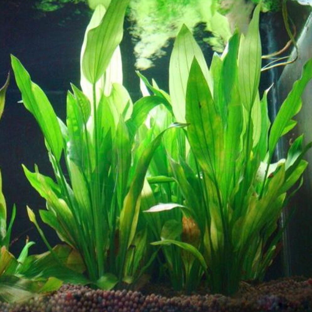 Artificial Aquário Decor Plant - Aquarium Fish Cichlid avaliação e preço