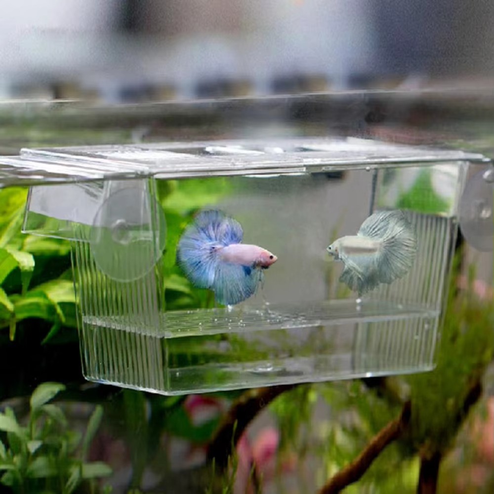 Criativo acrílico tanque de pe - Aquarium Fish Reproduction avaliação e preço