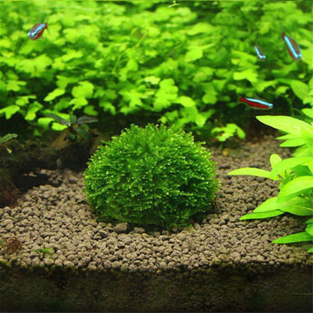 Nova suspensão de plástico mus - Aquarium Fish Cichlid avaliação e preço