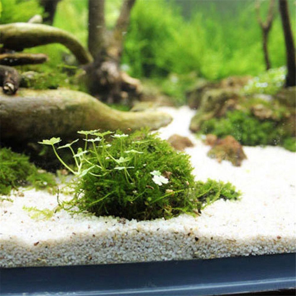 Nova suspensão de plástico mus - Aquarium Fish Cichlid avaliação e preço